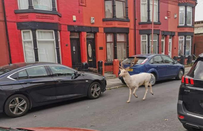 Rare white deer shot dead on Bootle street by police