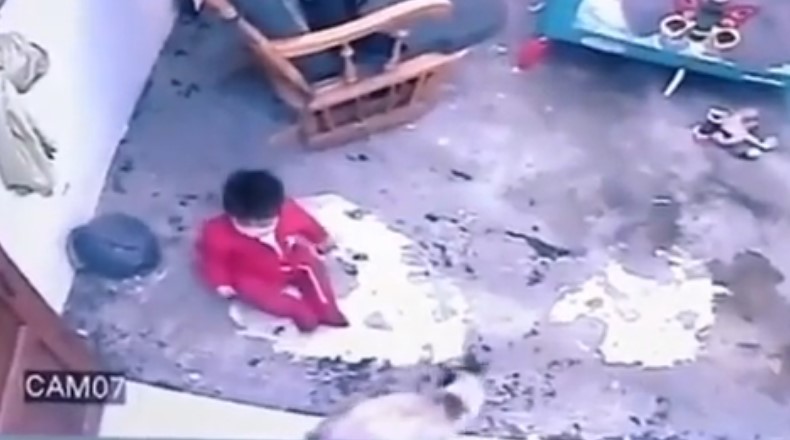 WATCH: A cat incredibly saving a baby from falling down the stairs