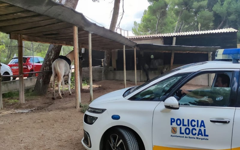 Police in Mallorca detain a man for trying to run people over on his horse