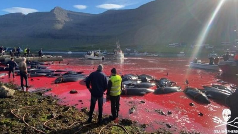 Faroe Islands tradition leads to slaughter of 1,429 dolphins in one night