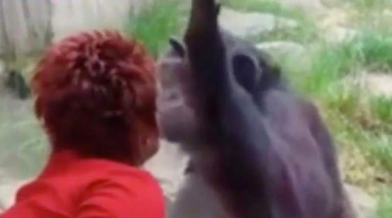 Belgian woman banned from Zoo over her "relationship" with a chimpanzee