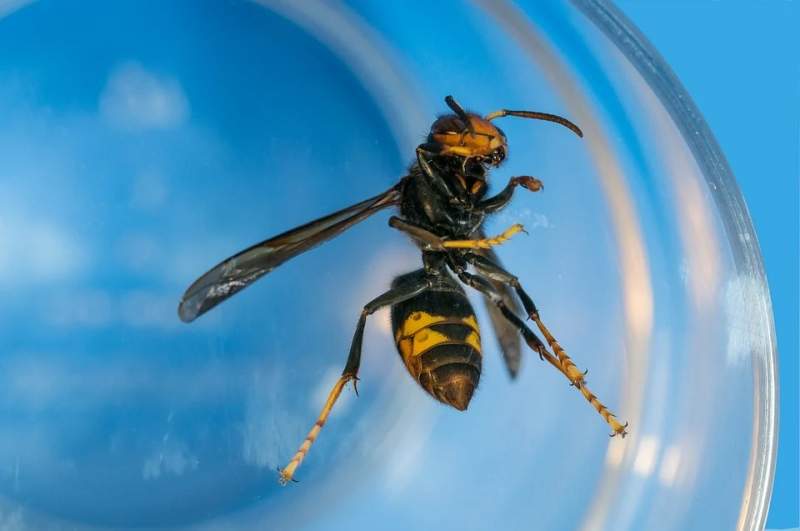 Deadly Asian hornets could invade Britain as they hide in holidaymakers’ bags