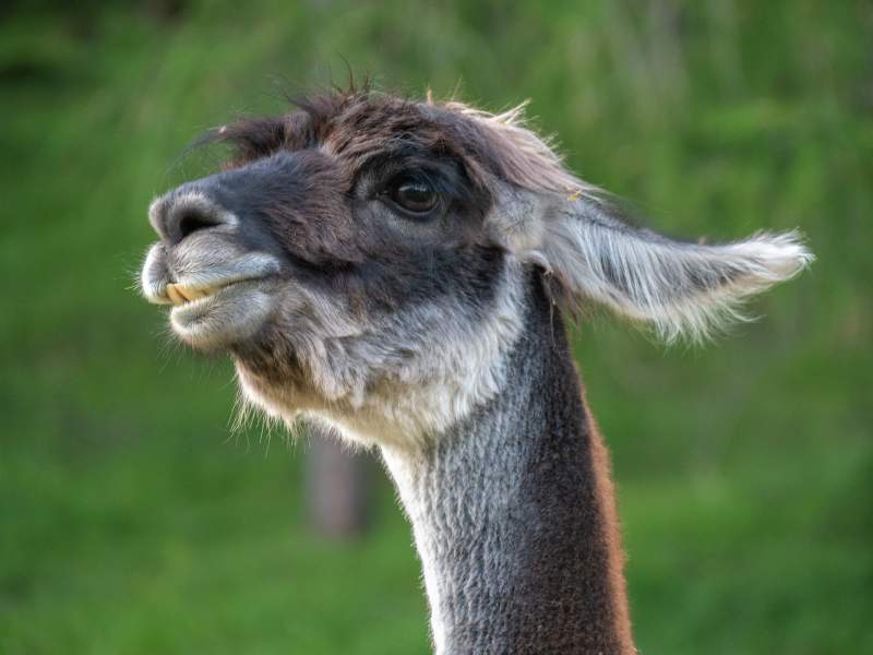 Llama antibodies have “significant potential” as potent Covid-19 treatment