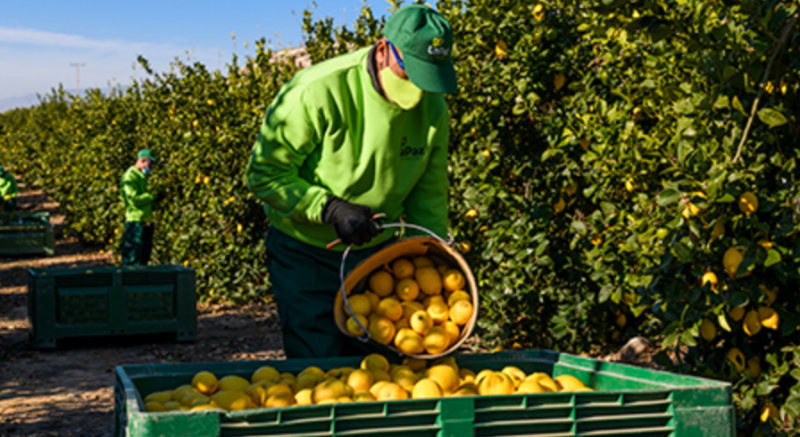 Spain's lemon sales up by 20 per cent