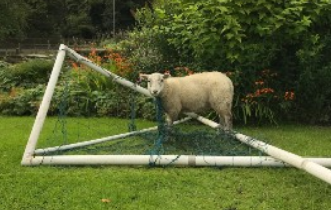 Sheep left feeling sheepish after netting mishap