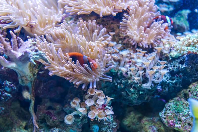 Some coral reefs are keeping pace with ocean warming