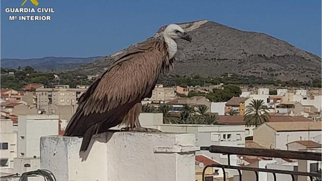Stunning griffon vulture rescued in Alicante