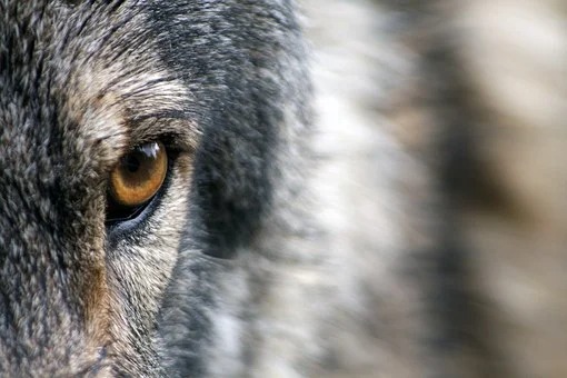 Hunting of wolves set to be banned across Spain