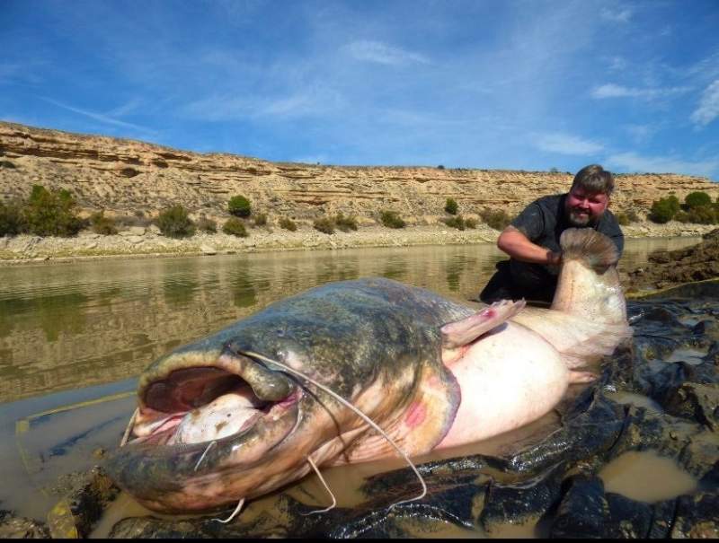 Brit angler catches huge 234-pound catfish in River Ebro