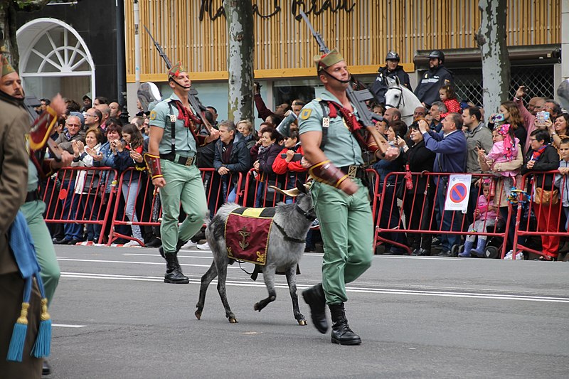 Spain’s Legion goat parade may be banned due to animal abuse laws.