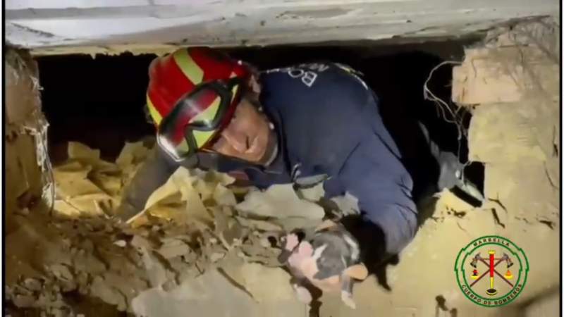 The puppies were rescued safely