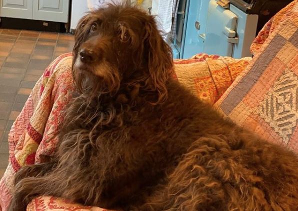 Heartbroken Piers Morgan reveals his family dog has died