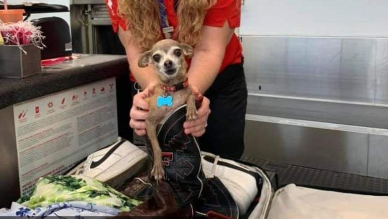Airport suitcase surprise that you will not believe