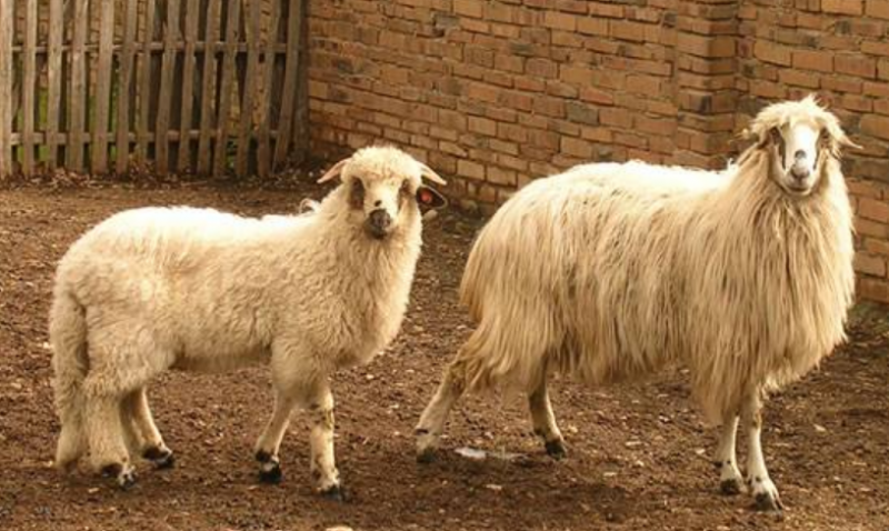 The shaggy Spanish sheep brought back from the brink