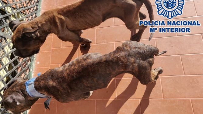 Man in Velez-Malaga arrested for abandoning dogs on roof