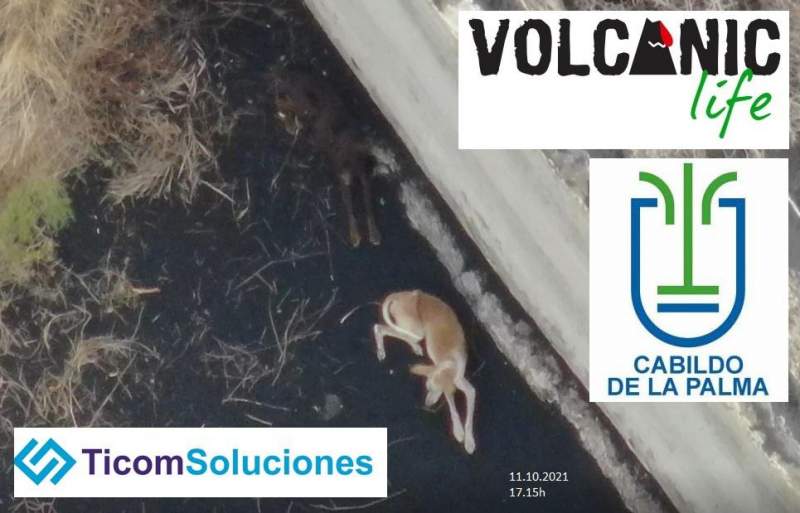 Trapped animals on La Palma kept alive by drones