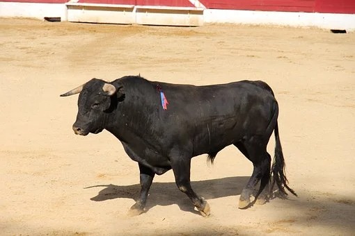 Man gored to death at bullfighting event