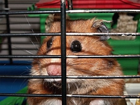 Man facing 25 years for torturing a child's hamster to death