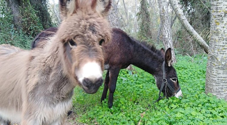 Ministry of Agriculture's green project ends with 10 dead donkeys in Castellon