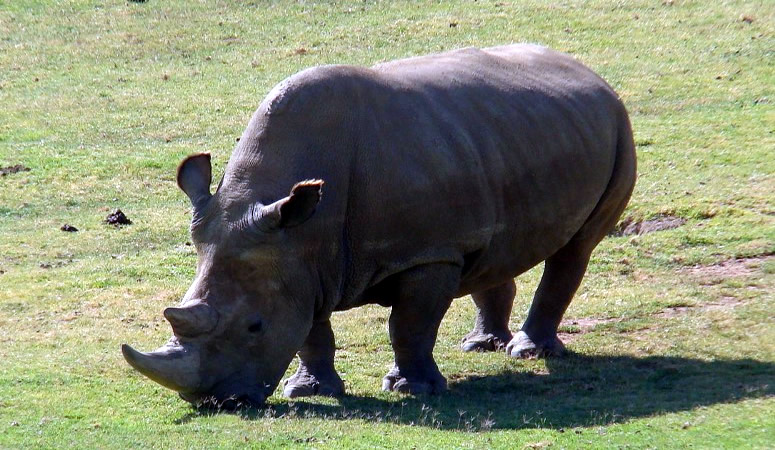 Only TWO northern white rhino left on the planet