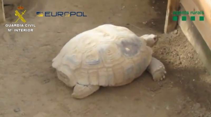 Guardia Civil arrest gang suspected of illegal trafficking of protected turtles