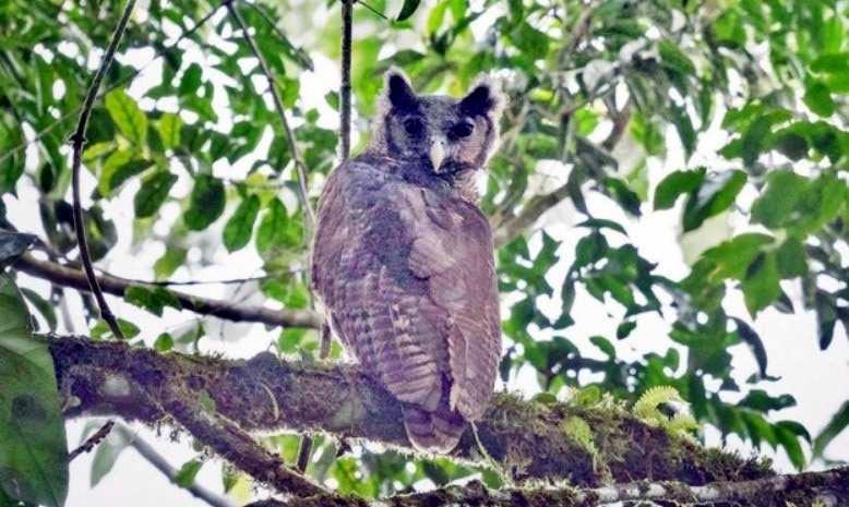 British scientists photograph a giant owl not seen in 150 years