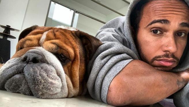 Lewis Hamilton risks jail for imposing vegan diet on his dog