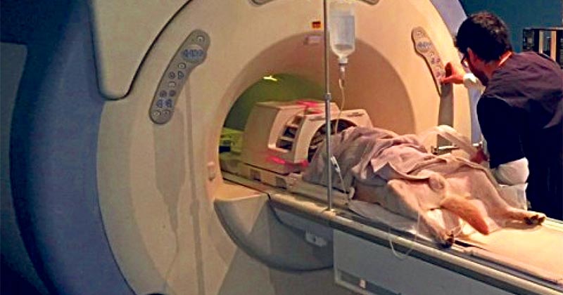 Performing MRI in the Centro Veterinario de Diagnóstico por Imagen de Levante.
