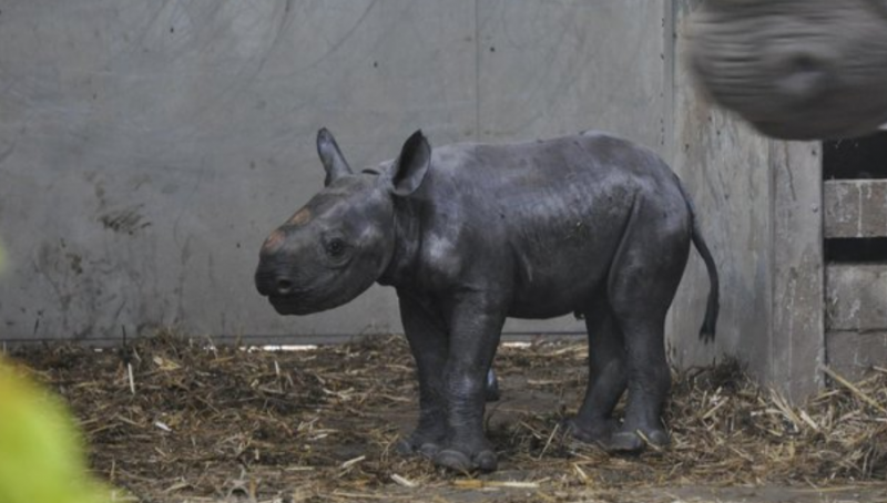 Critically endangered black rhino born at zoo in UK