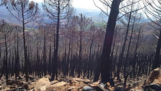 Recovering from the fire: the benefit of bees to the Sierra Bermeja