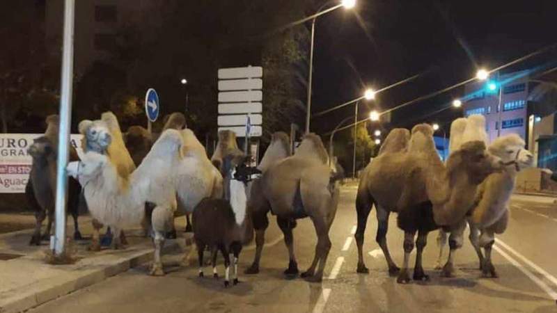 Police end escaped camels' night out on the streets of Madrid