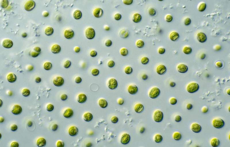 From electricity to microalgae