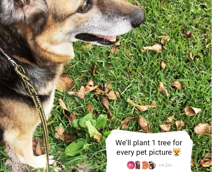 Is the Instagram "plant a tree promise" trend real?