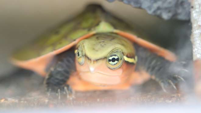 Critically endangered big-headed turtles hatch at London Zoo