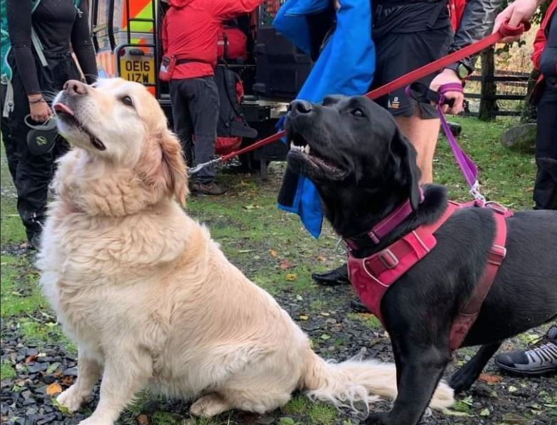 Amazing dogs work together to save their owner