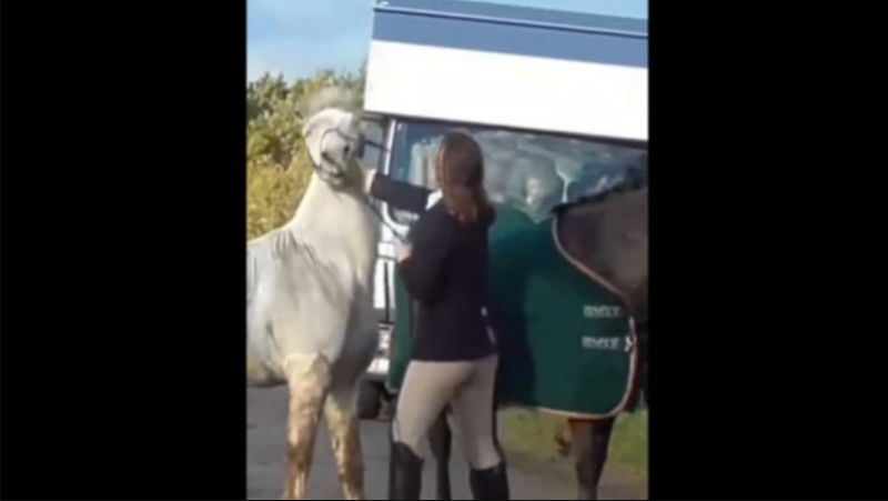 Foxhunter caught punching horse in shocking video goes into hiding