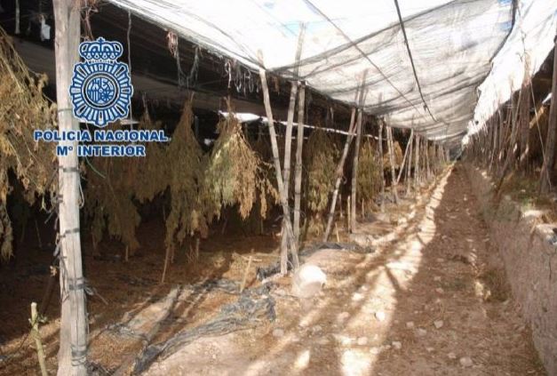 Nearly 29,000 marijuana plants discovered in Almeria