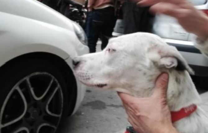Man injured catching dog as it falls from the fourth floor