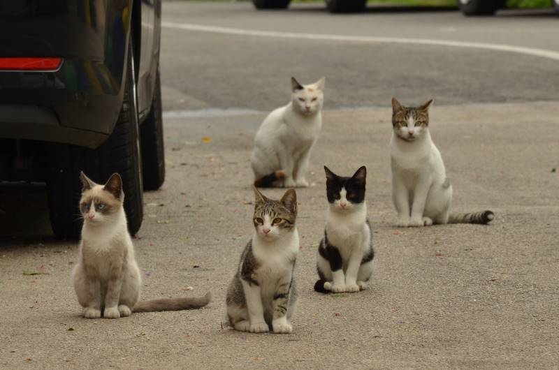 Cats can be cute but their populations need to be controlled