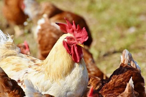 Another case of avian flu detected in Andalucia