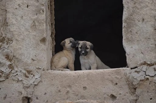Controversy over law preventing killing abandoned pets in Spain