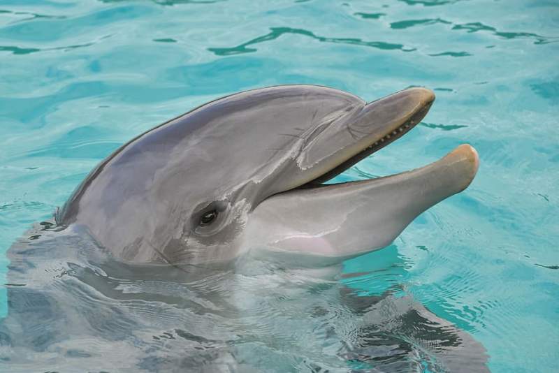 prosthetic-tailed dolphin