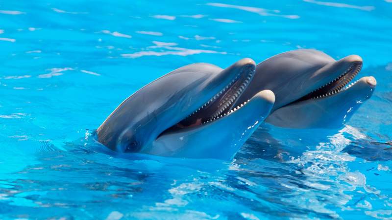 Israel accused of using "killer Zionist dolphins" armed with weapons to attack enemies