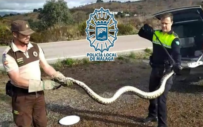 Three-metre long python captured in Montes de Malaga