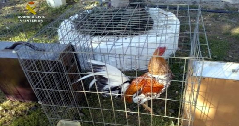 Sevilla police dismantle gang specialising in theft of fighting cocks