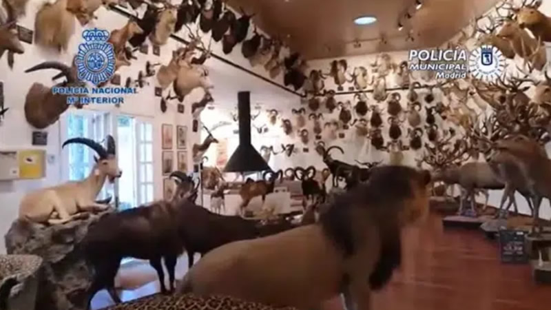 Incredible array of stuffed endangered animal species seized in Madrid