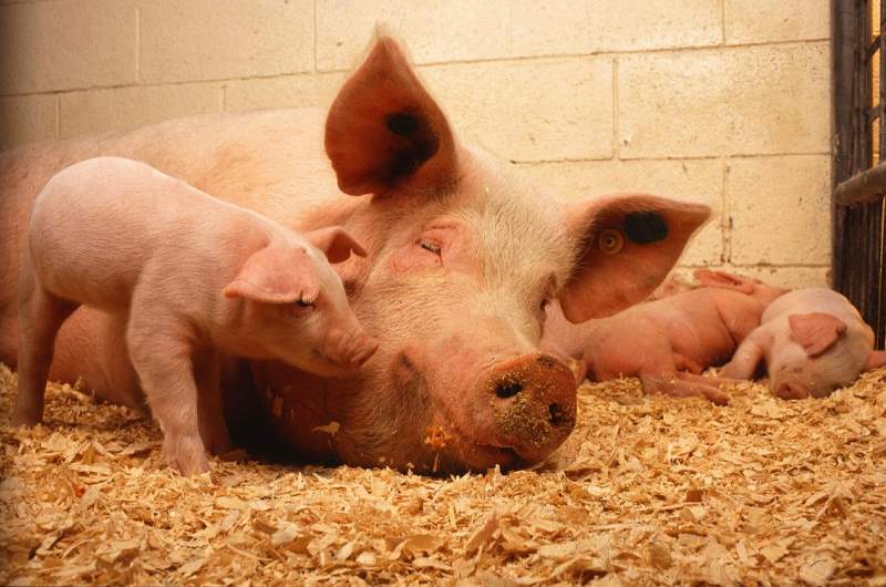 Pig farming, butcher, meat processors