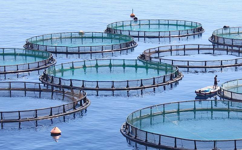 No environmental drawbacks to proposed fish farm off the Villaricos coast