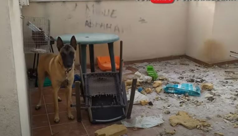 Rescue: Dog discovered abandoned on roof terrace in Malaga