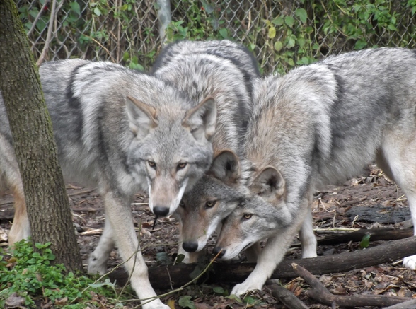 Pack of nine wolves escapes from French zoo